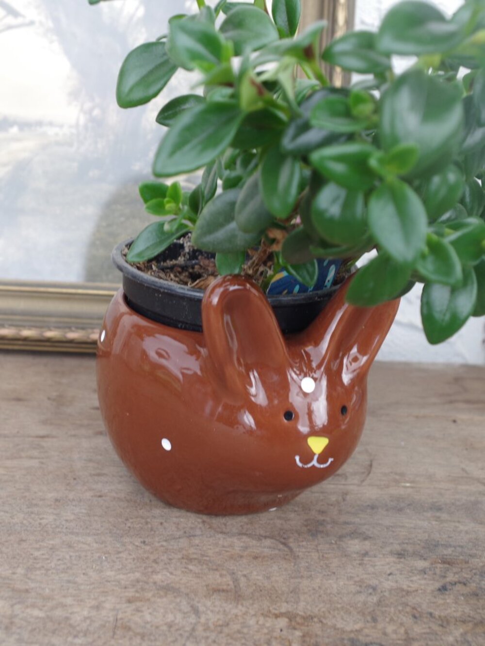 Bunny Whismical Brown Planter By Mini Kalanchoe